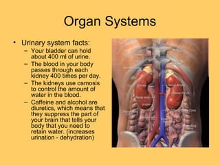 Organ Systems
• Urinary system facts:
– Your bladder can hold
about 400 ml of urine.
– The blood in your body
passes through each
kidney 400 times per day.
– The kidneys use osmosis
to control the amount of
water in the blood.
– Caffeine and alcohol are
diuretics, which means that
they suppress the part of
your brain that tells your
body that you need to
retain water. (increases
urination - dehydration)
 