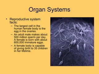Organ Systems
• Reproductive system
facts:
– The largest cell in the
human female body is the
egg in the ovaries.
– An adult male makes about
500 million sperm per day.
A female is born with about
600,000 immature eggs.
– A female body is capable
of giving birth to 35 children
in her lifetime.
 