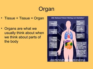 Organ
• Tissue + Tissue = Organ
• Organs are what we
usually think about when
we think about parts of
the body
 
