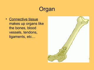 Organ
• Connective tissue
makes up organs like
the bones, blood
vessels, tendons,
ligaments, etc…
 