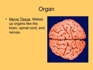 Organ
• Nerve Tissue Makes
up organs like the
brain, spinal cord, and
nerves.
 