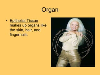 Organ
• Epithelial Tissue
makes up organs like
the skin, hair, and
fingernails
 