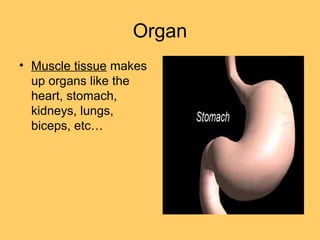 Organ
• Muscle tissue makes
up organs like the
heart, stomach,
kidneys, lungs,
biceps, etc…
 