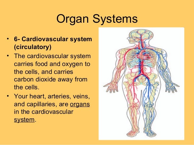 wallpapers Organ System Level Of Organization Example 5 levels of organization