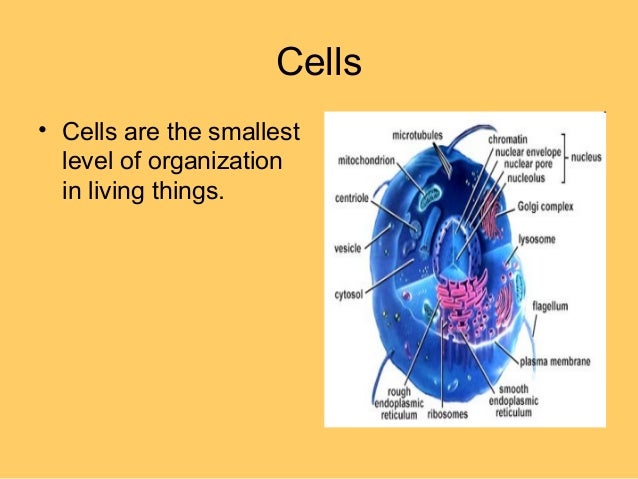 5 Levels Of Organization