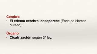 Cerebro
• El edema cerebral desaparece (Foco de Hamer
curado).
Órgano
• Cicatrización según 3ª ley.
 