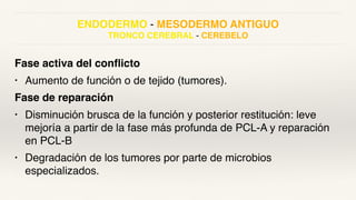ENDODERMO - MESODERMO ANTIGUO
TRONCO CEREBRAL - CEREBELO
Fase activa del conflicto
• Aumento de función o de tejido (tumores).
Fase de reparación
• Disminución brusca de la función y posterior restitución: leve
mejoría a partir de la fase más profunda de PCL-A y reparación
en PCL-B
• Degradación de los tumores por parte de microbios
especializados.
 
