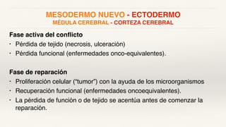 MESODERMO NUEVO - ECTODERMO
MÉDULA CEREBRAL - CORTEZA CEREBRAL
Fase activa del conflicto
• Pérdida de tejido (necrosis, ulceración)
• Pérdida funcional (enfermedades onco-equivalentes).
Fase de reparación
• Proliferación celular (“tumor”) con la ayuda de los microorganismos
• Recuperación funcional (enfermedades oncoequivalentes).
• La pérdida de función o de tejido se acentúa antes de comenzar la
reparación.
 
