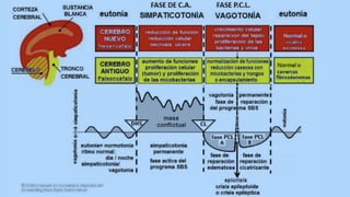 3ª LEY - EL SISTEMA ONTOGENÉTICO
 
