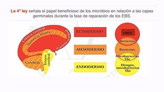 La 4ª ley señala el papel beneficioso de los microbios en relación a las capas
germinales durante la fase de reparación de los EBS.
VIRUS
 