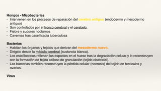 Hongos - Micobacterias
• Intervienen en los procesos de reparación del cerebro antiguo (endodermo y mesodermo
antiguo)
• Son controlados por el tronco cerebral y el cerebelo.
• Fiebre y sudores nocturnos
• Cavernas tras caseificacia tuberculosa
Bacterias
• Habitan los órganos y tejidos que derivan del mesodermo nuevo.
• Dirigido desde la médula cerebral (sustancia blanca).
• Los estafilococos rellenan los espacios en el hueso tras la degradación celular y lo reconstruyen
con la formación de tejido calloso de granulación (tejido cicatricial).
• Las bacterias también reconstruyen la pérdida celular (necrosis) del tejido en testículos y
ovarios.
Virus
 