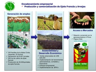 Encadenamiento empresarial Producción y comercialización de Ejote Francés y Arvejas Acceso a Mercados Generación de empleo Sostenibilidad y Desarrollo Económico Ventas alcanzadas de  US$ 625,000  Implementación de herramientas administrativas, contables y financieras  Enfoque empresarial Implementación de  BPA’s Relación comercial con la agroexportadora 4 Pinos Página Web:  www.cinasem.org 330 familias de la Aldea Chola, Uspantán, El Quiché. Generación de 8,451 jornales 200 ha de cultivo de ejote francés  Producción de 30,000quintales de ejote francés.  