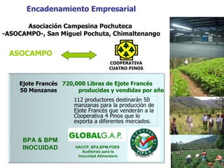 Encadenamiento   Empresarial Asociación Campesina Pochuteca  -ASOCAMPO-, San Miguel Pochuta, Chimaltenango ASOCAMPO COOPERATIVA CUATRO PINOS Ejote Francés 50 Manzanas 720,000 Libras de Ejote Francés  producidas y vendidas por año 112 productores destinarán 50 manzanas para la producción de Ejote Francés que venderán a la Cooperativa 4 Pinos que lo exporta a diferentes mercados. BPA & BPM INOCUIDAD HACCP, BPA,BPM,POES  Auditorías para la Inocuidad Alimentaria 