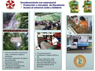 Encadenamiento eco-empresarial Producción y mercadeo  de Macadamia Acceso al comercio Justo y Solidario Finca de pequeños productores, café y macadamia orgánica certificada.  Eco-hotel, producción de agua y biocombustible. Inscripción Como Reserva Natural Comunitaria  Inscripción al Programa de Incentivos Forestales. 120 productores/as. Certificación Orgánica EEUU y UE Acceso a Mercado Justo 154 TM Plan Maestro de Recursos Naturales para el aprovechamiento de los recursos. 