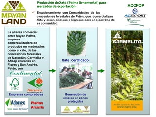 Xate  certificado  Empresas compradoras Generación de empleo en zonas protegidas La alianza comercial entre Mayan Palms, empresa comercializadora de productos no maderables como el xate, de las concesiones forestales de Uaxactún, Carmelita y Afisap ubicadas en Flores y San Andrés, Petén, con Encadenamiento  con Comunidades  de  las concesiones forestales de Petén, que  comercializan Xate y crean empleos e ingresos para el desarrollo de su comunidad. Plantas  Arcoiris Producción de Xate (Palma Ornamental) para mercados de exportación ACOFOP 