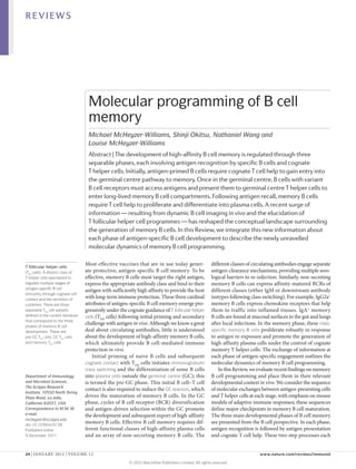 REVIEWS




                                     Molecular programming of B cell
                                     memory
                                     Michael McHeyzer-Williams, Shinji Okitsu, Nathaniel Wang and
                                     Louise McHeyzer-Williams
                                     Abstract | The development of high-affinity B cell memory is regulated through three
                                     separable phases, each involving antigen recognition by specific B cells and cognate
                                     T helper cells. Initially, antigen-primed B cells require cognate T cell help to gain entry into
                                     the germinal centre pathway to memory. Once in the germinal centre, B cells with variant
                                     B cell receptors must access antigens and present them to germinal centre T helper cells to
                                     enter long-lived memory B cell compartments. Following antigen recall, memory B cells
                                     require T cell help to proliferate and differentiate into plasma cells. A recent surge of
                                     information — resulting from dynamic B cell imaging in vivo and the elucidation of
                                     T follicular helper cell programmes — has reshaped the conceptual landscape surrounding
                                     the generation of memory B cells. In this Review, we integrate this new information about
                                     each phase of antigen-specific B cell development to describe the newly unravelled
                                     molecular dynamics of memory B cell programming.

T follicular helper cells
                                    Most effective vaccines that are in use today gener-                 different classes of circulating antibodies engage separate
(TFH cells). A distinct class of    ate protective, antigen-specific B cell memory. To be                antigen-clearance mechanisms, providing multiple sero-
T helper cells specialized to       effective, memory B cells must target the right antigen,             logical barriers to re-infection. Similarly, non-secreting
regulate multiple stages of         express the appropriate antibody class and bind to their             memory B cells can express affinity-matured BCRs of
antigen-specific B cell
                                    antigen with sufficiently high affinity to provide the host          different classes (either IgM or downstream antibody
immunity through cognate cell
contact and the secretion of
                                    with long-term immune protection. These three cardinal               isotypes following class switching). For example, IgG2a+
cytokines. There are three          attributes of antigen-specific B cell memory emerge pro-             memory B cells express chemokine receptors that help
separable TFH cell subsets          gressively under the cognate guidance of T follicular helper         them to traffic into inflamed tissues. IgA+ memory
defined in the current literature   cells (TFH cells) following initial priming and secondary            B cells are found at mucosal surfaces in the gut and lungs
that correspond to the three
phases of memory B cell
                                    challenge with antigen in vivo. Although we know a great             after local infections. In the memory phase, these class-
development. These are              deal about circulating antibodies, little is understood              specific memory B cells proliferate robustly in response
pre-GC TFH cells, GC TFH cells      about the development of high-affinity memory B cells,               to antigen re-exposure and promote the generation of
and memory TFH cells.               which ultimately provide B cell-mediated immune                      high-affinity plasma cells under the control of cognate
                                    protection in vivo.                                                  memory T helper cells. The exchange of information at
                                        Initial priming of naive B  cells and subsequent                 each phase of antigen-specific engagement outlines the
                                    cognate contact with TFH cells initiates immunoglobulin              molecular dynamics of memory B cell programming.
                                    class switching and the differentiation of some B cells                  In this Review, we evaluate recent findings on memory
Department of Immunology            into plasma cells outside the germinal centre (GC); this             B cell programming and place them in their relevant
and Microbial Sciences,             is termed the pre-GC phase. This initial B cell–T cell               developmental context in vivo. We consider the sequence
The Scripps Research
                                    contact is also required to induce the GC reaction, which            of molecular exchanges between antigen-presenting cells
Institute, 10550 North Torrey
Pines Road, La Jolla,               drives the maturation of memory B cells. In the GC                   and T helper cells at each stage, with emphasis on mouse
California 92037, USA.              phase, cycles of B cell receptor (BCR) diversification               models of adaptive immune responses; these sequences
Correspondence to M.M.-W.           and antigen-driven selection within the GC promote                   define major checkpoints in memory B cell maturation.
e-mail:                             the development and subsequent export of high-affinity               The three main developmental phases of B cell memory
mcheyzer@scripps.edu
doi:10.1038/nri3128
                                    memory B cells. Effective B cell memory requires dif-                are presented from the B cell perspective. In each phase,
Published online                    ferent functional classes of high-affinity plasma cells              antigen recognition is followed by antigen presentation
9 December 2011                     and an array of non-secreting memory B cells. The                    and cognate T cell help. These two-step processes each


24 | JANUARY 2012 | VOLUME 12	                                                                                                   www.nature.com/reviews/immunol

                                                          © 2012 Macmillan Publishers Limited. All rights reserved
 