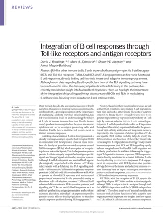 REVIEWS




                                    Integration of B cell responses through
                                    Toll-like receptors and antigen receptors
                                    David J. Rawlings1,2,3, Marc A. Schwartz2,3, Shaun W. Jackson1,3 and
                                    Almut Meyer-Bahlburg4
                                    Abstract | Unlike other immune cells, B cells express both an antigen-specific B cell receptor
                                    (BCR) and Toll-like receptors (TLRs). Dual BCR and TLR engagement can fine-tune functional
                                    B cell responses, directly linking cell-intrinsic innate and adaptive immune programmes.
                                    Although most data regarding B cell-specific functions of the TLR signalling pathway have
                                    been obtained in mice, the discovery of patients with a deficiency in this pathway has
                                    recently provided an insight into human B cell responses. Here, we highlight the importance
                                    of the integration of signalling pathways downstream of BCRs and TLRs in modulating
                                    B cell function, focusing when possible on B cell-intrinsic roles.

                                   Over the last decade, the unexpected success of B cell                    Notably, based on their functional responses as well
B‑1 cells
IgMhiIgDlowMAC1+B220lowCD23–       depletion therapies in treating human autoimmunity,                   as their BCR repertoire, naive mature B cell populations
cells that are dominant in the     combined with a growing recognition of the importance                 have been defined as either innate-like cells or adaptive
peritoneal and pleural cavities.   of neutralizing antibody responses in host defence, has               cells (BOX 1). Innate-like B‑1 cells and marginal zone B cells
The size of the B‑1 cell           led to an increased focus on understanding the role(s)                generate rapid antibody responses independently of T cell
population is kept constant
owing to the self-renewing
                                   of B cells in human immune function. B cells do not                   help. By contrast, adaptive follicular B cells primarily par-
capacity of these cells. B‑1       merely produce immunoglobulins; they can also secrete                 ticipate in T cell-dependent (referred to as T‑dependent
cells recognize self components,   cytokines and serve as antigen-presenting cells, and                  throughout this article) responses that lead to the genera-
as well as common bacterial        therefore B cells have a multifaceted involvement in                  tion of high-affinity antibodies and long-term memory.
antigens, and they secrete
                                   distinct immune responses.                                            Importantly, the expression of distinct profiles of TLRs
antibodies that tend to have low
affinity and broad specificity.        A striking characteristic of B cells is the expression of a       and specific BCR profiles probably helps to specify the
                                   clonally rearranged, antigen-specific B cell receptor (BCR)           differentiation and function of these key innate-like
                                   in conjunction with the expression of one or more mem-                versus adaptive B cell populations. During T‑independent
1
 Department of Pediatrics,         bers of a family of germline-encoded receptors termed                 immune responses, dual BCR and TLR signalling rapidly
University of Washington           Toll-like receptors (TLRs), which are capable of recogniz-            induces marginal zone B cell and B‑1 cell migration and
School of Medicine, Seattle,
                                   ing discrete microbial ligands. This dual expression pattern          antibody production. In addition, following the trigger-
Washington 98195, USA.
2
 Department of Immunology,         permits B cells to uniquely integrate both antigen-specific           ing of T‑dependent immune responses, TLR responsive-
University of Washington           signals and ‘danger’ signals via these key receptor systems.          ness is directly modulated in activated follicular B cells,
School of Medicine, Seattle,       Although B cell development and survival both appear                  thereby affecting germinal centre responses. TLR engage-
Washington 98195, USA.             phenotypically unperturbed in the absence of TLR sig-                 ment, in conjunction with BCR ligation, also provides
3
 Center for Immunity and
Immunotherapies, Seattle
                                   nals1, patients with a deficiency in a TLR signalling mol-            a bridge between the innate and adaptive immune sys-
Children’s Research Institute,     ecule — either myeloid differentiation primary-response               tems that may have an impact on antigen presentation,
1900 Ninth Avenue, Seattle,        protein 88 (MYD88) or IL‑1R‑associated kinase 4 (IRAK4)               primary antibody responses, class-switch recombination
Washington 98101, USA.             — possess an altered BCR repertoire with an increased                 (CSR) and subsequent memory responses.
4
 Department of Pediatric
                                   proportion of autoreactive B cells, presumably owing to                   All TLRs, with the exception of TLR3, require the
Pneumology and Neonatology,
Hannover Medical School,           alterations in B cell selection processes2. Different B cell          signalling adaptor MYD88 to mediate activation signals,
Hannover, Germany.                 subsets exhibit variations in TLR expression patterns, and            although TLR4 is unique in that it can signal through both
Correspondence to D.J.R.           signalling via TLRs can modify B cell responses such as               the MYD88‑dependent and the MYD88‑independent
e‑mail:                            antibody production, antigen presentation and cytokine                pathway 5. Therefore, analyses of animal models and
drawling@u.washington.edu
doi:10.1038/nri3190
                                   secretion. Therefore, individual TLR expression profiles              humans with deficient function of this adaptor have
Published online                   permit various effector B cell populations to manifest                begun to provide important new insights into how signals
16 March 2012                      specific response profiles following TLR engagement3,4.               via TLRs affect B cell function and immune responses.


282 | APRIL 2012 | VOLUME 12	                                                                                                     www.nature.com/reviews/immunol

                                                          © 2012 Macmillan Publishers Limited. All rights reserved
 