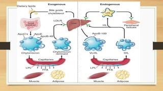 5- Lipoprotein metabolism and disorders Prof. Dr. Gül Nihal Özdemir.pdf