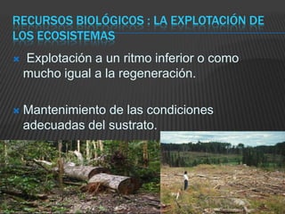 Recursos biológicos : La explotación de los ecosistemas Explotación a un ritmo inferior o como mucho igual a la regeneración.Mantenimiento de las condiciones adecuadas del sustrato.