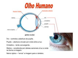 músculos ciliares
        Humor Vítreo




Íris – controla a abertura da pupíla.
Pupila – abertura circular por onde entra a luz.
Cristalino – lente convergente.
Retina – constituída por células sensíveis à luz e onde
se forma a imagem.
Nervo óptico – “envia” a imagem para o cérebro.
 