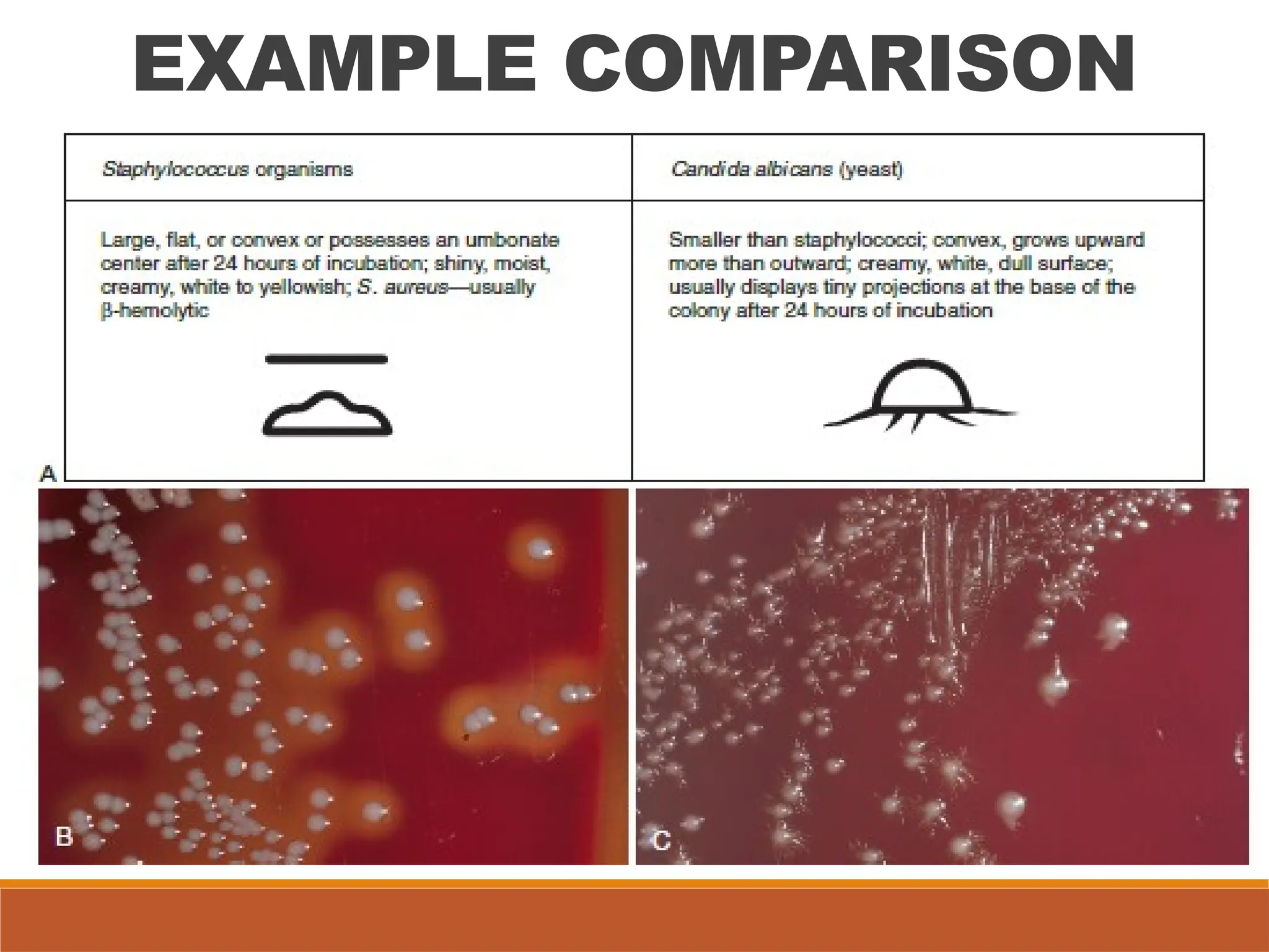 Colonial Examination of Bacterial Isolates | PPTX