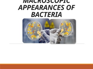 Colonial Examination of Bacterial Isolates | PPTX