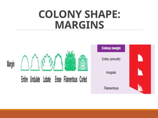 Colonial Examination of Bacterial Isolates | PPTX