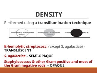 Colonial Examination of Bacterial Isolates | PPTX