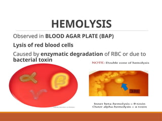 Colonial Examination of Bacterial Isolates | PPTX
