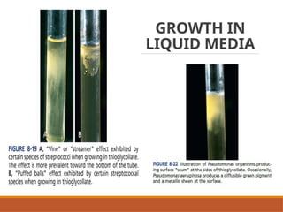 Colonial Examination of Bacterial Isolates | PPTX