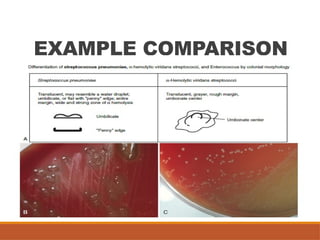 Colonial Examination of Bacterial Isolates | PPTX