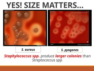 Colonial Examination of Bacterial Isolates | PPTX