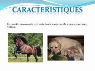 Els mamífers son animals vertebrats. Son homeoterms i la seva reproducció es
vivípara.

 