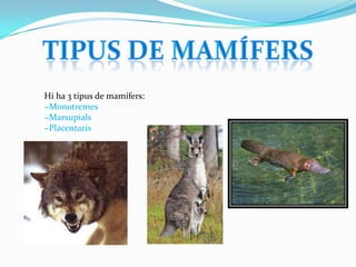 Hi ha 3 tipus de mamífers:
−Monotremes
−Marsupials
−Placentaris

 