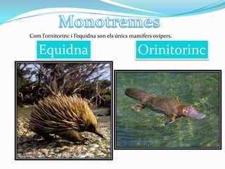Com l’ornitorinc i l’equidna son els únics mamífers ovípers.

Equidna

Orinitorinc

 