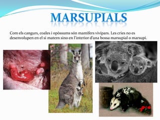Com els cangurs, coales i opòssums són mamífers vivípars. Les cries no es
desenvolupen en el si matern sino en l’interior d’una bossa marsupial o marsupi.

 