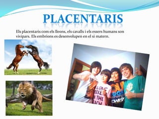 Els placentaris com els lleons, els cavalls i els essers humans son
vivipars. Els embrions es desenvolupen en el si matern.

 