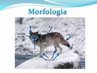 Orelles

Pell

Orificis
nassals

Cua
Ulls
Boca

Potes

 