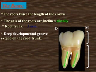 5 mandibular molars | PPT
