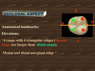 Mandibular First Molar Ridges 5 mandibular molars | PPT