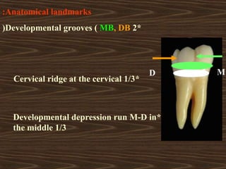 Mid Developmental Ridge 5 mandibular molars | PPT