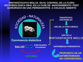 MINTHOSTACHYS MOLLIS   EN EL CONTROL DE LA FLORA MICROBIOLOGICA ORAL EN LA FASE DE  MANTENIMIENTO  POST QUIRÚRGICO DE UNA ...