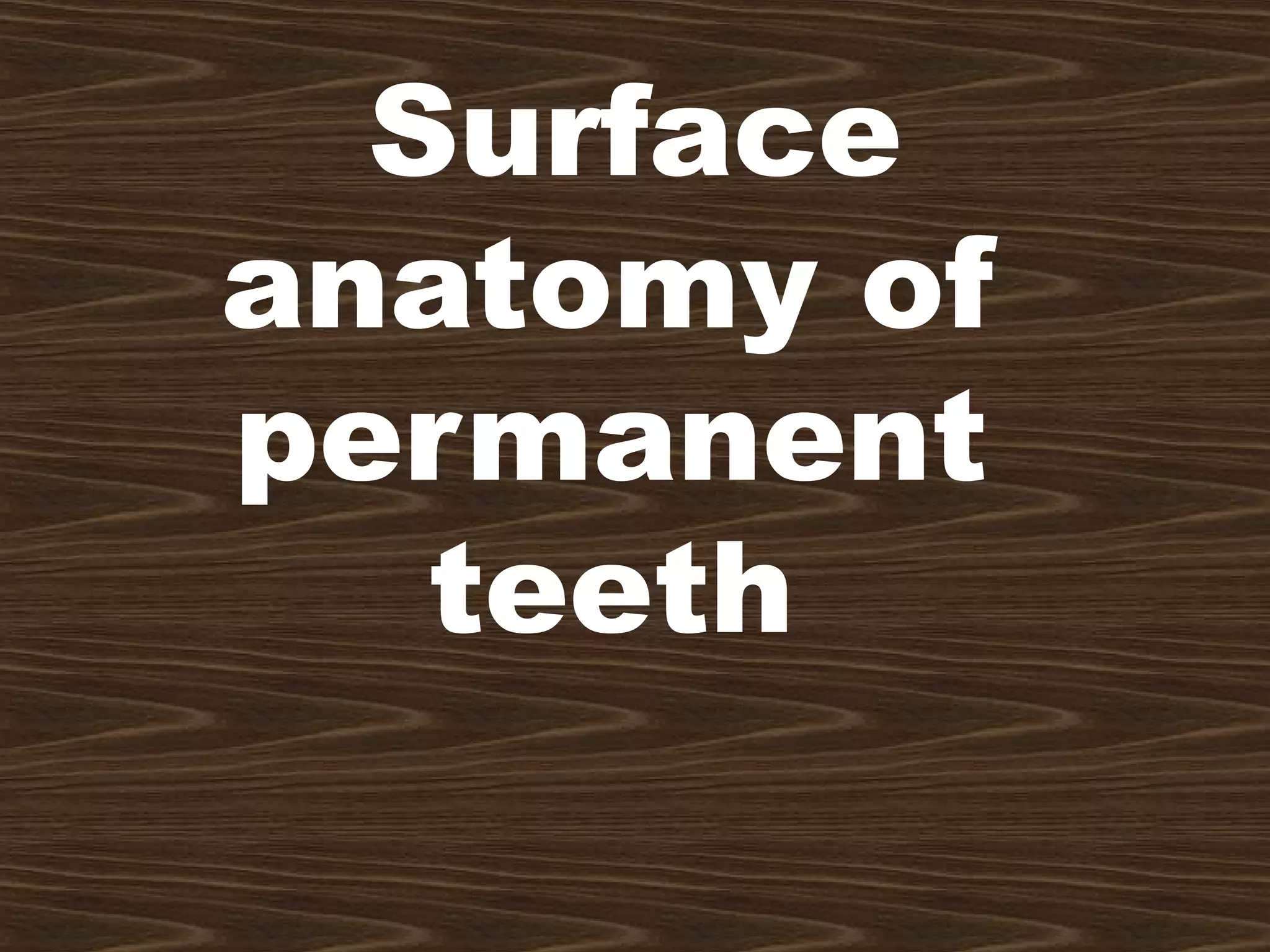 5 maxillary first molar | PPT
