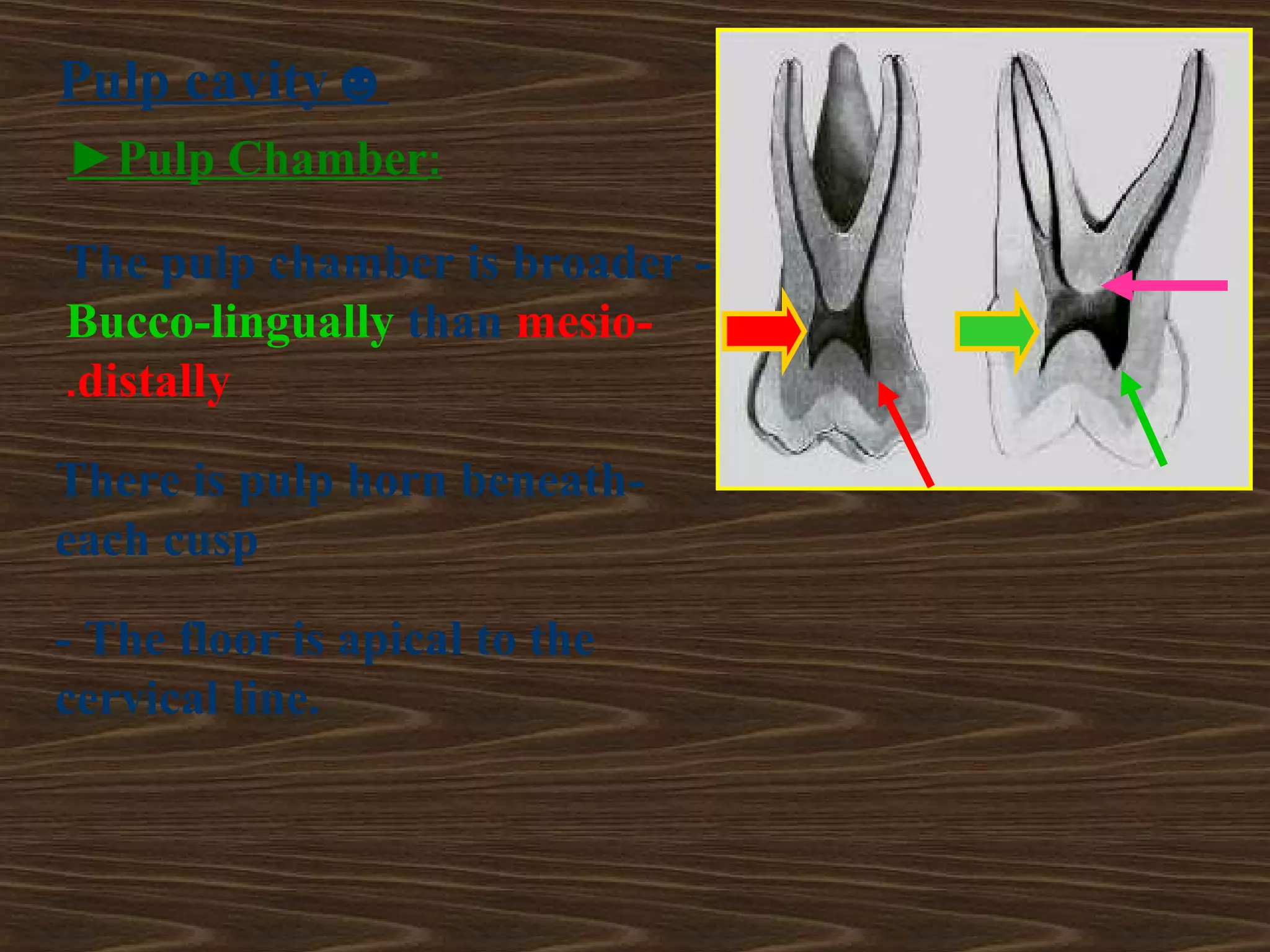 maxillary first molar | PPT