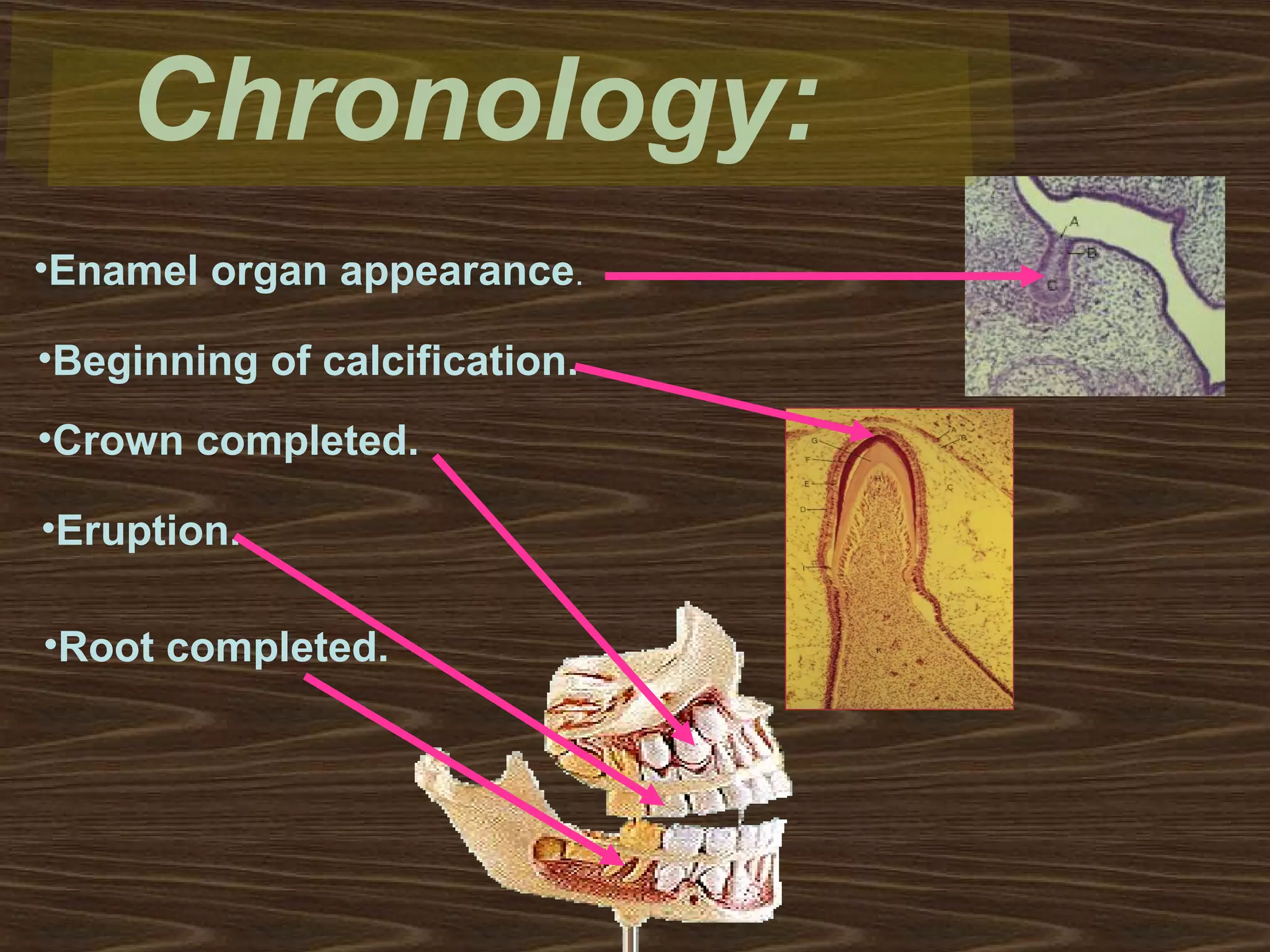 maxillary first molar | PPT