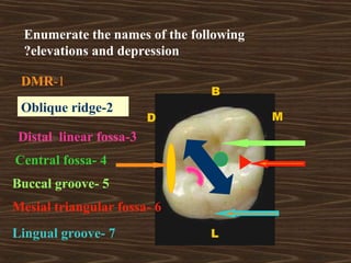 Maxillary First Molar Marginal Ridges maxillary first molar | PPT