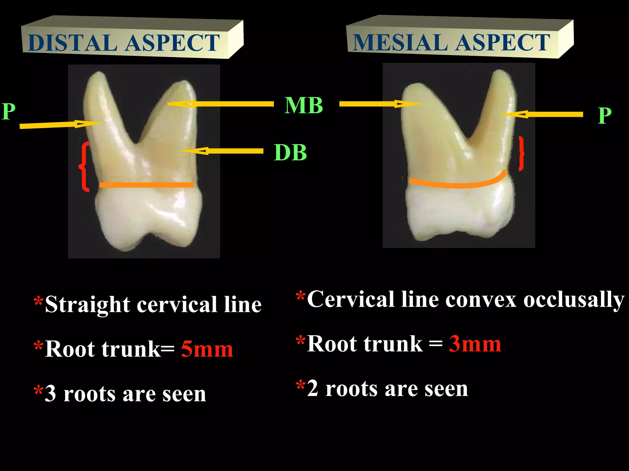 05. Maxillary Molars (CD) - Dentition | PPT