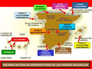 BOSQUE ATLÁNTICO LAGOS  Y GLACIARES ALTA MONTAÑA PIRENAICA COSTA Y  PLATAFORMA CONTINENTAL BOSQUE MEDITERRÁNEO ALTA MONTAÑA MEDITERRÁNEA LAURISILVA ZONAS HÚMEDAS CONTINENTALES ZONAS  HÚMEDAS Y MARISMAS COSTA Y  PLATAFORMA CONTINENTAL VULCANISMO SISTEMAS NATURALES REPRESENTADOS EN LOS PARQUES NACIONALES 