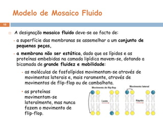 Modelo de Mosaico Fluido
10


A designação mosaico fluido deve-se ao facto de:




a superfície das membranas se assemelhar a um conjunto de
pequenas peças,
a membrana não ser estática, dado que os lípidos e as
proteínas embebidas na camada lipídica movem-se, dotando a
bicamada de grande fluidez e mobilidade:


as moléculas de fosfolípidos movimentam-se através de
movimentos laterais e, mais raramente, através de
movimentos de flip-flop ou de cambalhota.

• as proteínas
movimentam-se
lateralmente, mas nunca
fazem o movimento de
flip-flop.

 