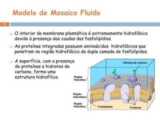 Modelo de Mosaico Fluido
11







O interior da membrana plasmática é extremamente hidrofóbico
devido à presença das caudas dos fosfolipídios.
As proteínas integradas possuem aminoácidos hidrofóbicos que
penetram no região hidrofóbico da dupla camada de fosfolípidos.
A superfície, com a presença
de proteínas e hidratos de
carbono, forma uma
estrutura hidrofílica.

 